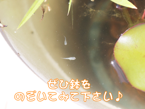 校舎前が夏になりました！